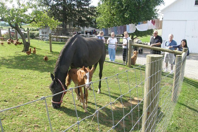 Amish Experience Visit-In-Person Tour - Good To Know