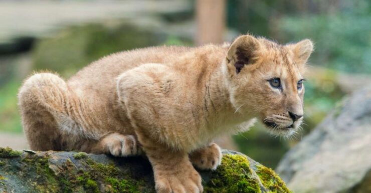 Amnéville Zoo: Full-Day Admission Ticket - Ticket Information