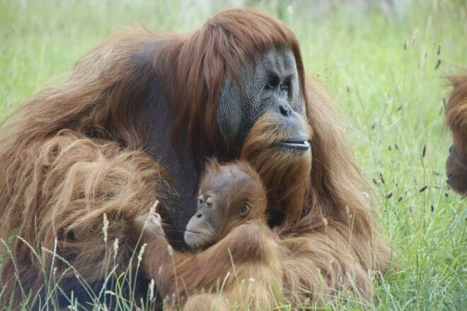 Amnéville Zoo: Full-Day Admission Ticket - Temporary Events