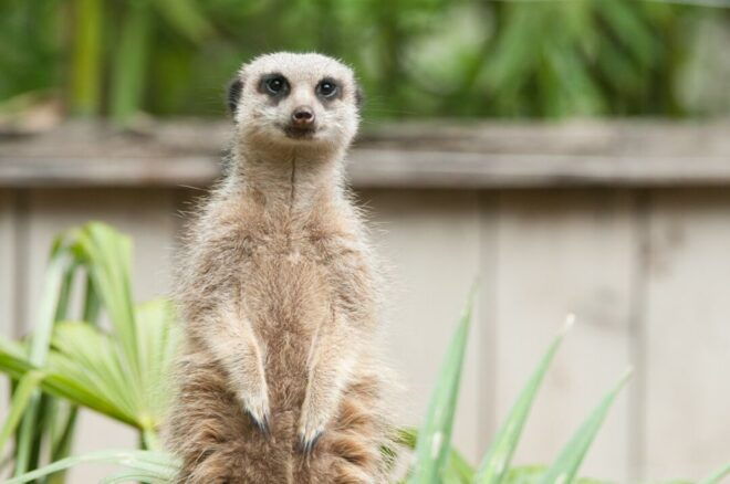 Amnéville Zoo: Full-Day Admission Ticket - Review Summary