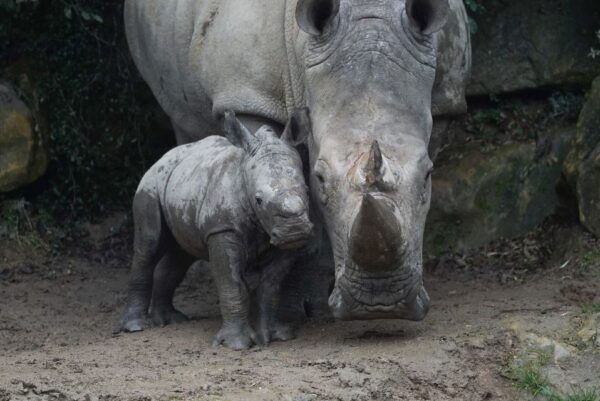 Amnéville Zoo: Full-Day Admission Ticket - Directions