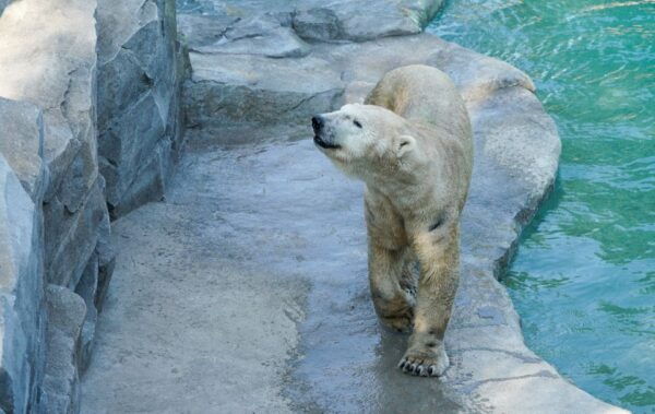 Amnéville Zoo: Full-Day Admission Ticket - Common Questions