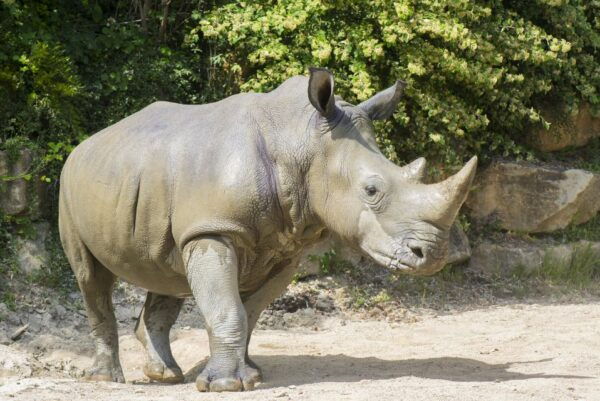 Amnéville Zoo: Full-Day Admission Ticket - The Sum Up