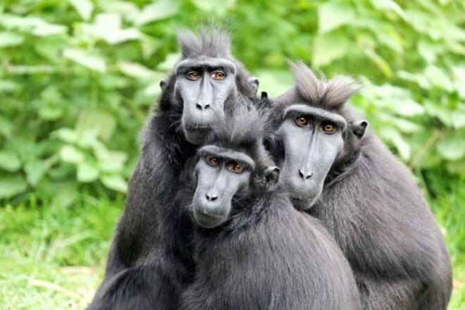 Amsterdam: ARTIS Amsterdam Royal Zoo Entry Ticket - Zoo Highlights
