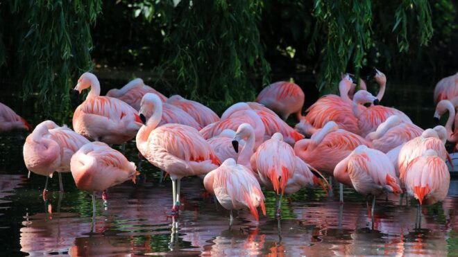 Amsterdam: ARTIS Amsterdam Royal Zoo Entry Ticket - Additional Information