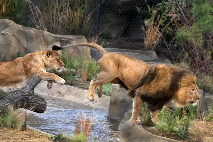Amsterdam: ARTIS Royal Zoo and ARTIS Groote Museum Ticket - Good To Know