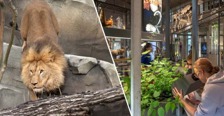 Amsterdam: ARTIS Royal Zoo and ARTIS Groote Museum Ticket - Experience Highlights at ARTIS
