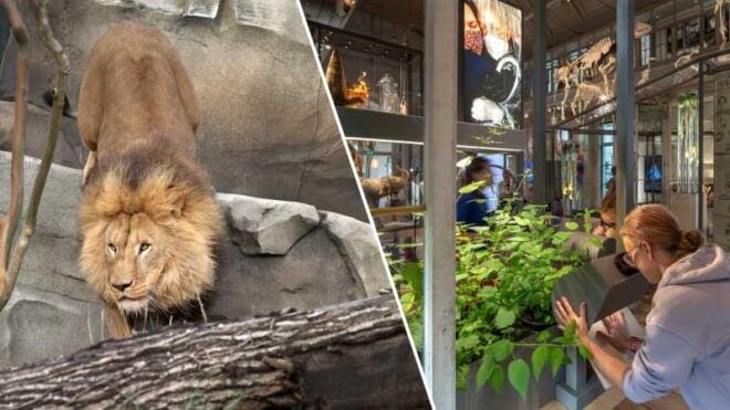 Amsterdam: ARTIS Royal Zoo and ARTIS Groote Museum Ticket - Exploring the Zoo and Museum