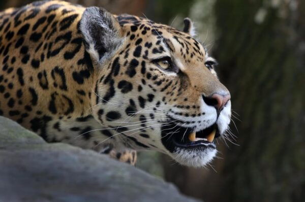 Amsterdam: ARTIS Royal Zoo and ARTIS Groote Museum Ticket - Plan Your Visit to ARTIS