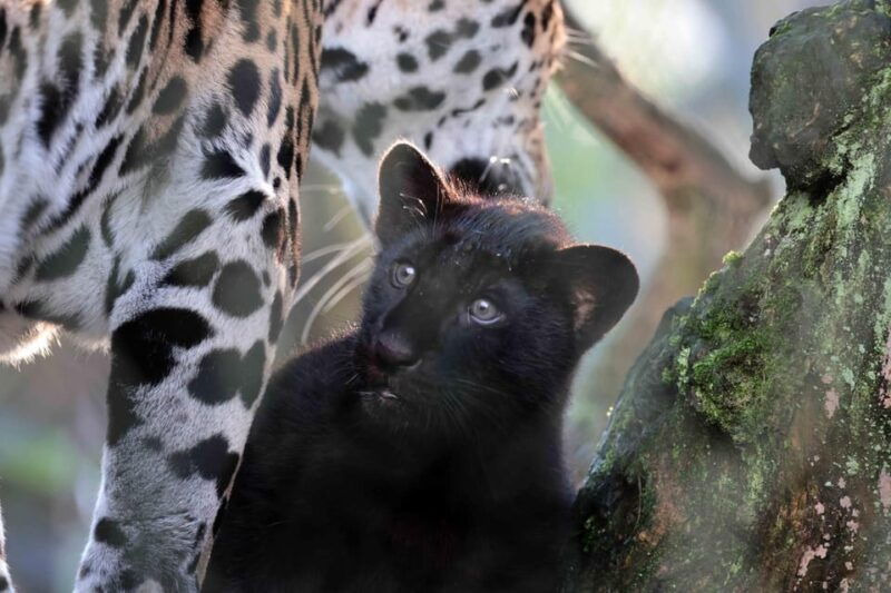 Amsterdam: Artis Royal Zoo & ARTIS-Micropia Combo Ticket - Good To Know