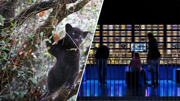 Amsterdam: Artis Royal Zoo & ARTIS-Micropia Combo Ticket - Micropia: The Microbe Museum Like No Other