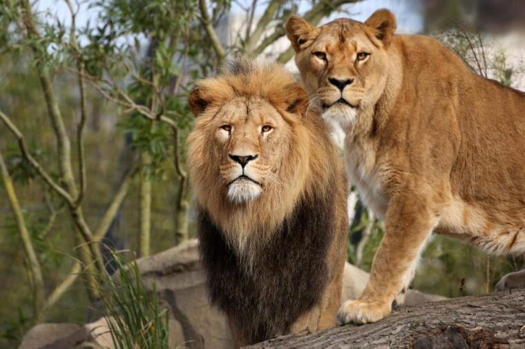 Amsterdam: Artis Royal Zoo & ARTIS-Micropia Combo Ticket - Transportation and Accessibility