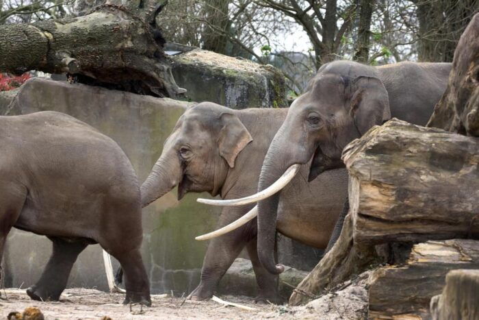 Amsterdam: Artis Royal Zoo & ARTIS-Micropia Combo Ticket - Final Thoughts: Who Would Love This Experience?