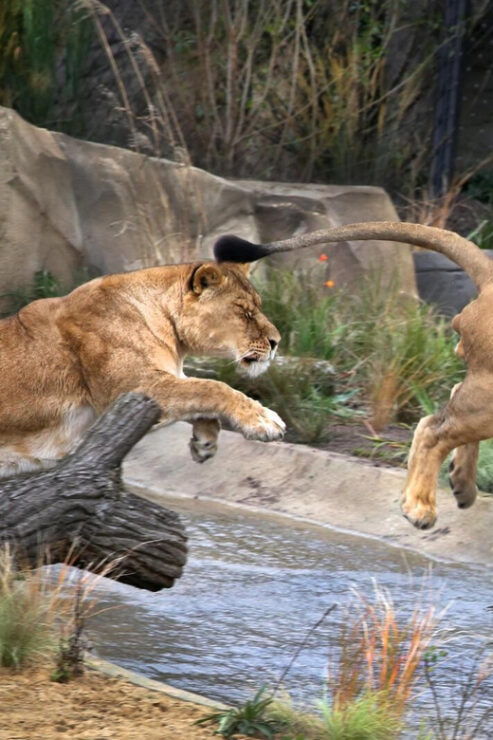 Amsterdam: Artis Royal Zoo & ARTIS-Micropia Combo Ticket - Good To Know