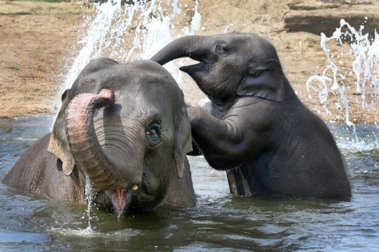 Amsterdam: Artis Royal Zoo & ARTIS-Micropia Combo Ticket - Explore the Worlds Microbe Museum