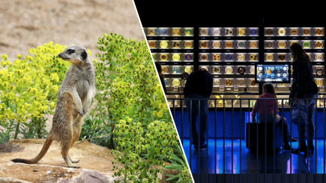 Amsterdam: Artis Royal Zoo & ARTIS-Micropia Combo Ticket - Microbial Wonders of Life on Earth