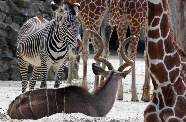 Amsterdam: Artis Royal Zoo & ARTIS-Micropia Combo Ticket - Special Events and Holiday Activities