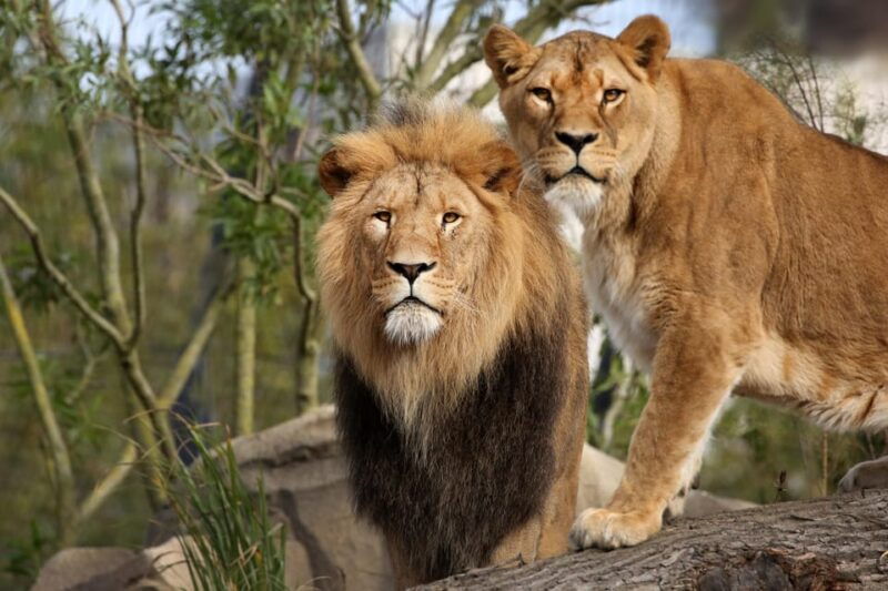 Amsterdam: ARTIS Royal Zoo Entry Ticket - The Animal Highlights