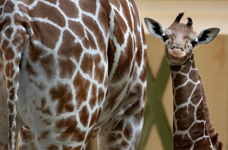 Amsterdam: ARTIS Royal Zoo Entry Ticket - The Planetarium Experience