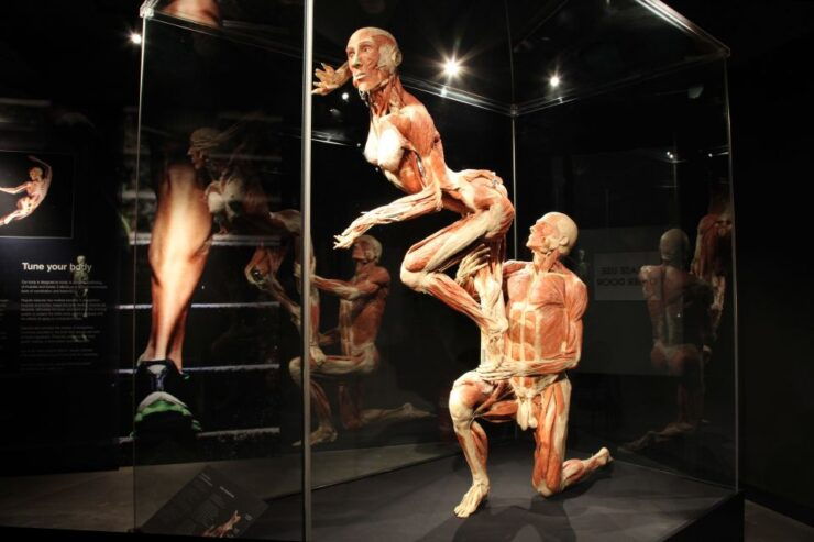 Amsterdam: Body Worlds Exhibition and Canal Cruise - Experience