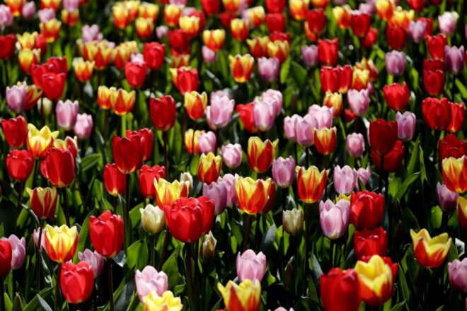 Amsterdam: Canal Cruise & Keukenhof Ticket With Shuttlebus - Round-Trip Bus Ride to Keukenhof