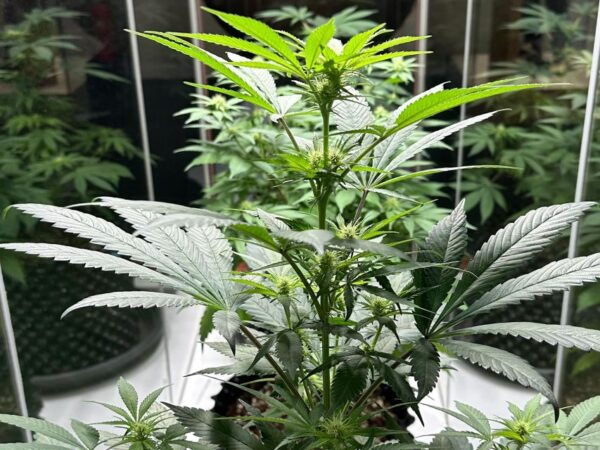 Amsterdam: Cannabis Museum Entry Ticket - Common Questions