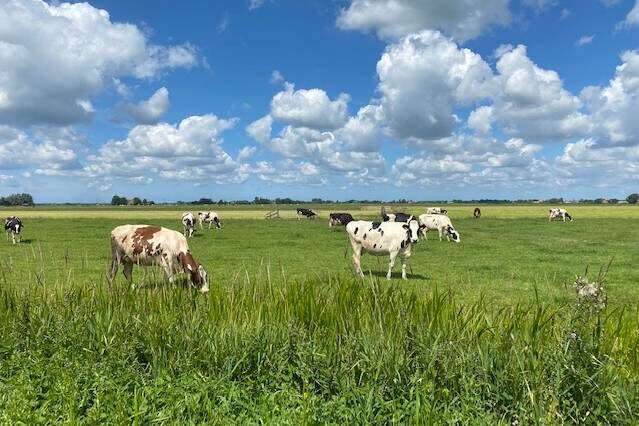 Amsterdam Countryside Half-Day E-Bike Tour - Price and what the outing gives you
