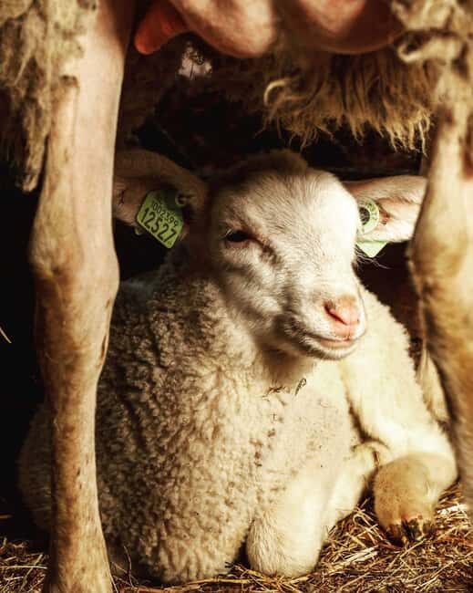 Amsterdam: E-Bike, Cheese, Windmill & Countryside Tour - Who Should Book This Tour?