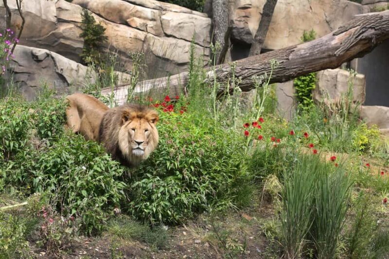 Amsterdam: Entry Ticket to ARTIS Historical Zoo on Old Canal - Good To Know