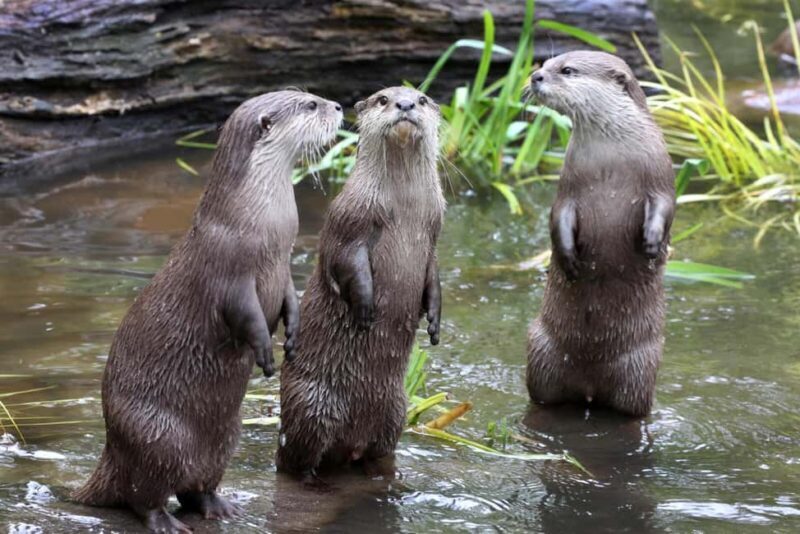 Amsterdam: Entry Ticket to ARTIS Historical Zoo on Old Canal - Who Should Visit ARTIS?