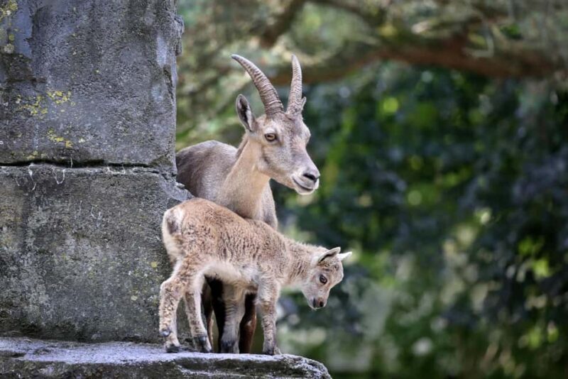 Amsterdam: Entry Ticket to ARTIS Historical Zoo on Old Canal - The Sum Up