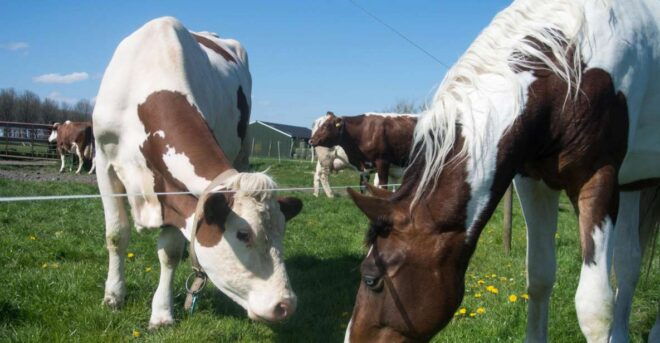 Amsterdam: Full-Day Countryside Tour - Customer Review