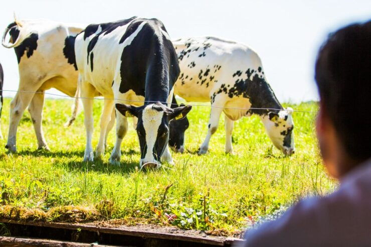 Amsterdam: Giethoorn Day Trip With Boat Tour - Highlights