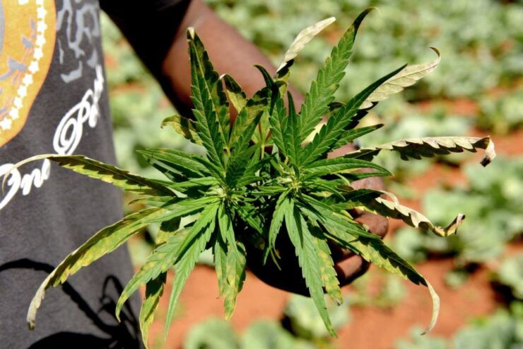 Amsterdam Green Scene: A Private Cannabis Tour - Tour Highlights