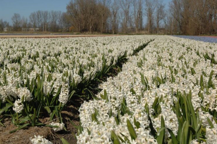 Amsterdam: Half-Day Flower Fields and Keukenhof Bicycle Tour - Experience