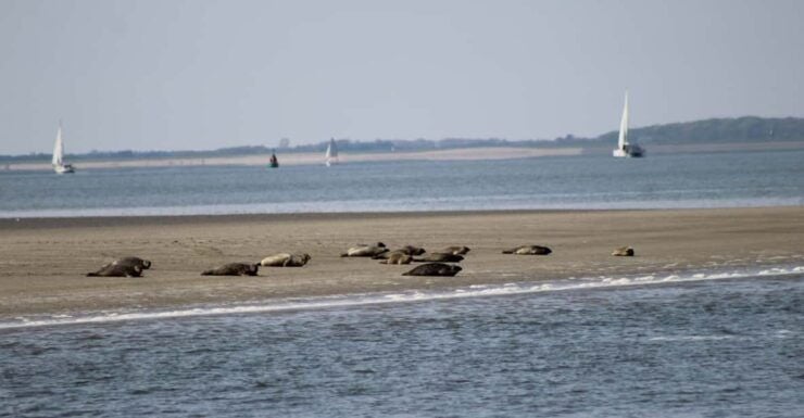 Amsterdam: Half-Day Seal Safari at Waddensea UNESCO Site - Exploring the UNESCO World Heritage Site