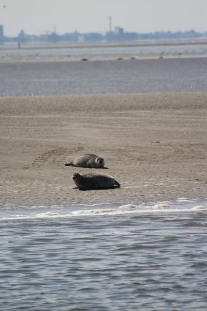 Amsterdam: Half-Day Seal Safari at Waddensea UNESCO Site - Seal Watching and Migrating Birds