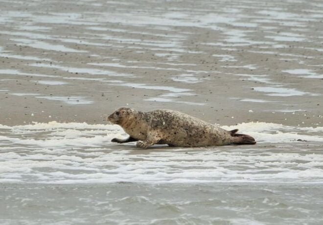 Amsterdam: Half-Day Seal Safari at Waddensea UNESCO Site - Transportation and Pickup Arrangements
