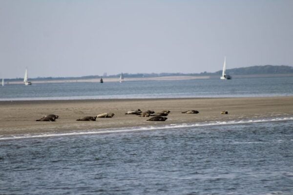 Amsterdam: Half-Day Seal Safari at Waddensea UNESCO Site - Inclusions and What to Expect