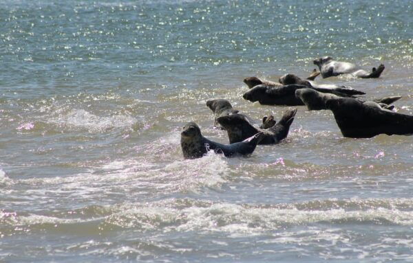 Amsterdam: Half-Day Seal Safari at Waddensea UNESCO Site - Customer Feedback and Ratings