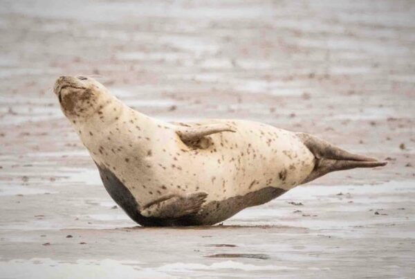 Amsterdam: Half-Day Seal Safari at Waddensea UNESCO Site - Booking and Cancellation Policy