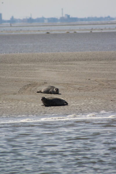 Amsterdam: Half-Day Seal Safari at Waddensea UNESCO Site - Frequently Asked Questions