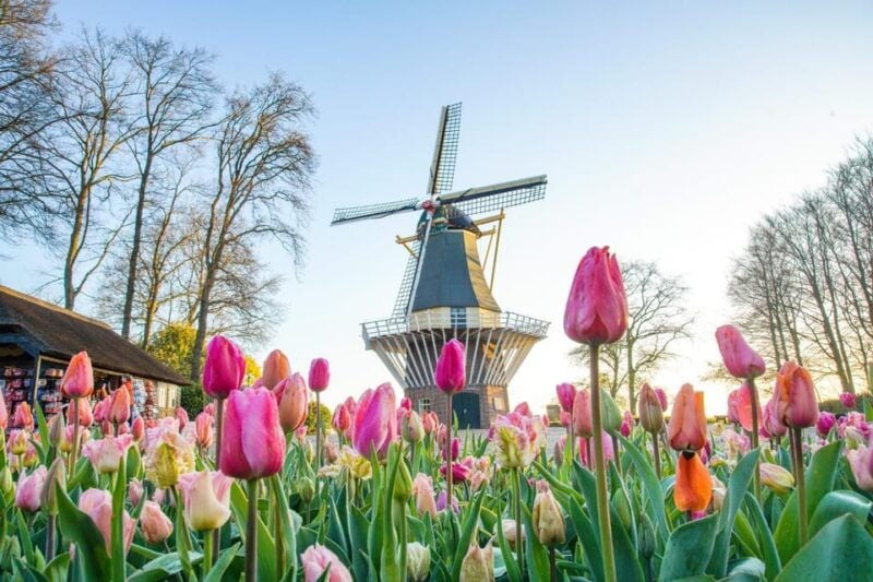 Amsterdam: Keukenhof and Zaanse Schans Live Guided Day Tour - Good To Know