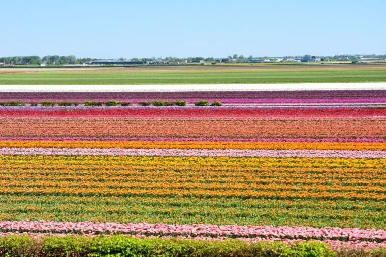 Amsterdam: Keukenhof and Zaanse Schans Live Guided Day Tour - Final Words