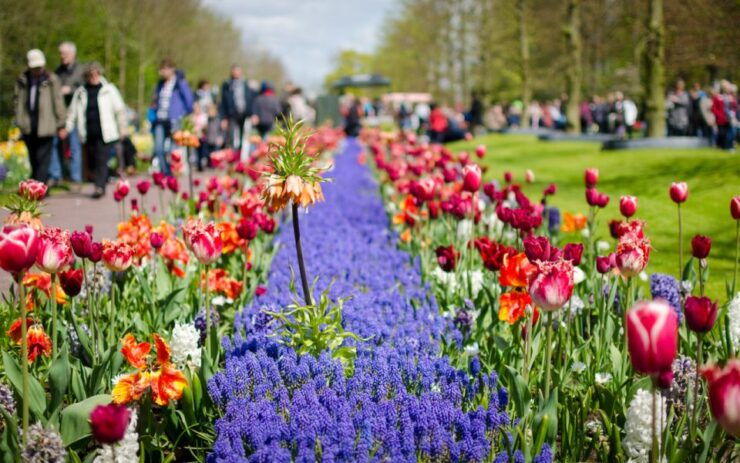 Amsterdam: Keukenhof and Zaanse Schans Windmills Day Trip - Activity Details and Options
