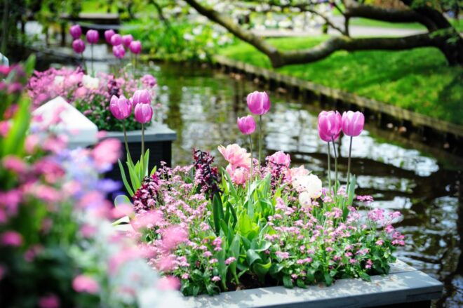 Amsterdam: Keukenhof Gardens Guided Tour - Meeting Point and Tour Departure Details