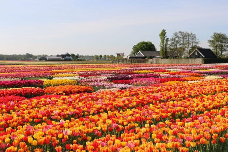 Amsterdam: Keukenhof Gardens Guided Tour & Tulip Experience - Activity Details