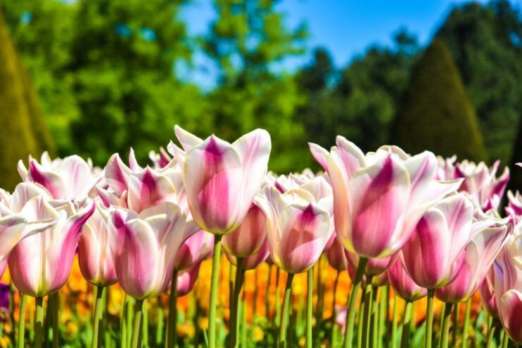Amsterdam: Keukenhof Gardens Guided Tour & Tulip Experience - Highlights