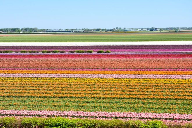 Amsterdam: Keukenhof Gardens Guided Tour & Tulip Experience - Full Description