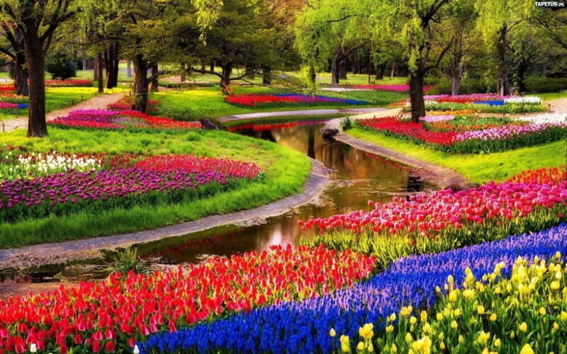 Amsterdam: Keukenhof Gardens & Tulip Fields Private Tour - Good To Know
